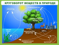Стенд "Круговорот веществ" - fgospostavki.ru - Махачкала
