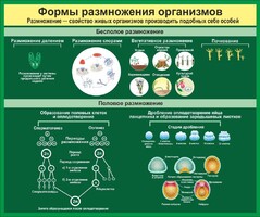 Стенд "Формы размножения организмов" - fgospostavki.ru - Махачкала