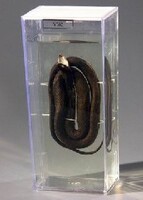 Влажный препарат "Уж" - fgospostavki.ru - Махачкала