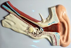 Модель барельефная "Ухо человека" (часть 1) - fgospostavki.ru - Махачкала