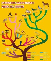 Стенд "Развитие животного мира на земле" - fgospostavki.ru - Махачкала