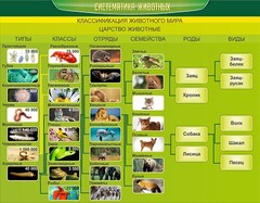 Стенд "Систематика животных" - fgospostavki.ru - Махачкала