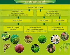 Стенд "Систематика растений" - fgospostavki.ru - Махачкала