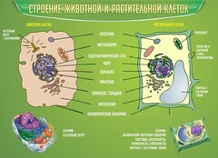 Стенд "Строение животной и растительной клеток" - fgospostavki.ru - Махачкала