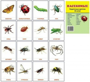 Раздаточные карточки "Насекомые" - fgospostavki.ru - Махачкала