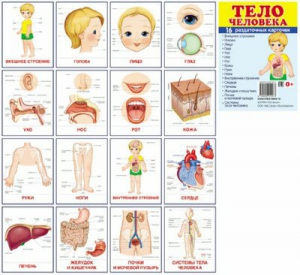 Раздаточные карточки "Тело человека" - fgospostavki.ru - Махачкала
