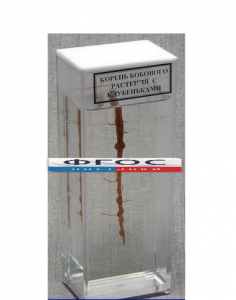 Влажный препарат "Корень бобового растения с клубеньками" - fgospostavki.ru - Махачкала