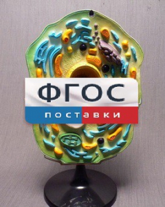 Модель "Клетка растения" - fgospostavki.ru - Махачкала