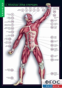 Комплект таблиц. Биология. Строение тела человека. - fgospostavki.ru - Махачкала