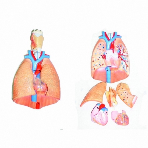 Модель "Система органов дыхания" - fgospostavki.ru - Махачкала