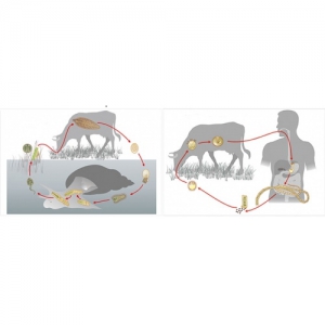 Модель-аппликация Цикл развития бычьего цепня и печеночного сосальщика - fgospostavki.ru - Махачкала