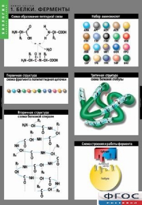 Комплект таблиц. Биология. Химия клетки. - fgospostavki.ru - Махачкала