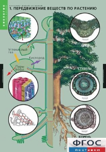 Комплект таблиц. Биология. Растение – живой организм. - fgospostavki.ru - Махачкала