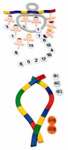 Модель-аппликация "Биосинтез белка" (набор из 49 пластмассовых фигур) - fgospostavki.ru - Махачкала