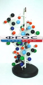 Модель "Структура белка" - fgospostavki.ru - Махачкала