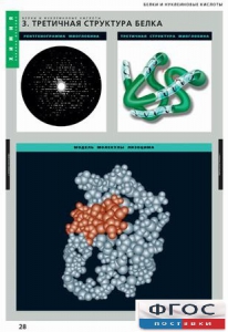 Комплект таблиц. Химия. Белки и нуклеиновые кислоты. - fgospostavki.ru - Махачкала