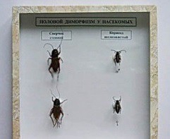 Коллекция энтомологическая "Половой диморфизм" - fgospostavki.ru - Махачкала