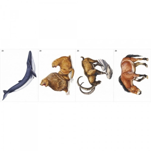 Модель-аппликация Многообразие хордовых. Млекопитающие - fgospostavki.ru - Махачкала