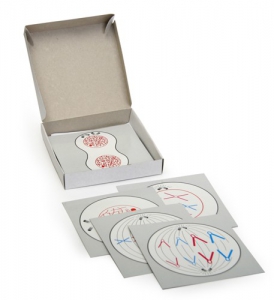 Модель-аппликация "Деление клетки" (набор из 5 карт) - fgospostavki.ru - Махачкала