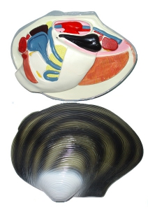 Модель "Беззубка" (двустворчатый моллюск) - fgospostavki.ru - Махачкала