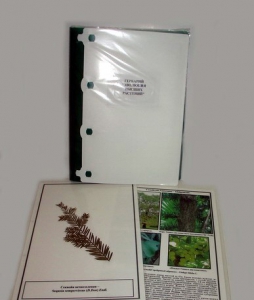 Гербарий "Эволюция высших растений" (ламинированный) - fgospostavki.ru - Махачкала