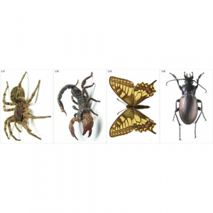 Модель-аппликация Многообразие беспозвоночных - fgospostavki.ru - Махачкала