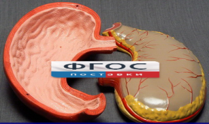 Модель "Желудок" - fgospostavki.ru - Махачкала