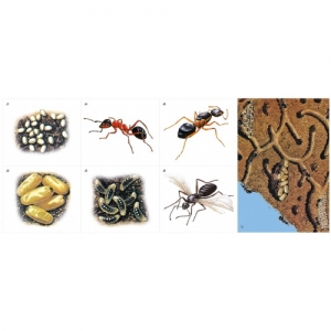 Модель-аппликация Муравьи. Устройство муравейника - fgospostavki.ru - Махачкала