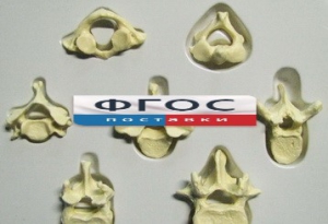 Модель "Позвонки" (из 7 штук) - fgospostavki.ru - Махачкала