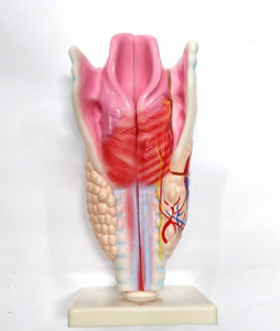 Модель "Гортань" - fgospostavki.ru - Махачкала