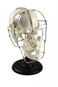 Кости черепа человека смонтированные - fgospostavki.ru - Махачкала