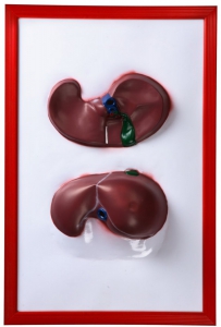 Барельефная модель "Печень" - fgospostavki.ru - Махачкала