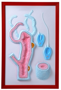 Барельефная модель "Строение гидры" - fgospostavki.ru - Махачкала