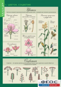 Комплект таблиц. Биология 6 класс. Растения, грибы, лишайники - fgospostavki.ru - Махачкала