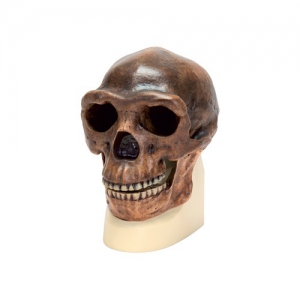 Модель черепа синантропа - fgospostavki.ru - Махачкала
