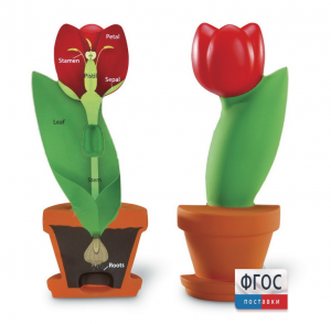 Модель цветка - fgospostavki.ru - Махачкала