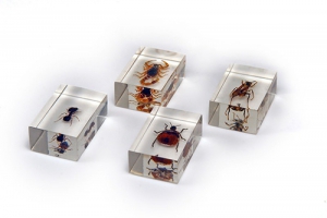 Комплект микропрепаратов для стереомикроскопа - fgospostavki.ru - Махачкала