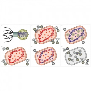 Модель-аппликация Жизненный цикл вируса	 - fgospostavki.ru - Махачкала