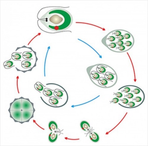 Модель-аппликация Размножение одноклеточной водоросли - fgospostavki.ru - Махачкала