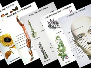 Таблицы по природоведению 1-3 класс (46 штук, формат А2) - fgospostavki.ru - Махачкала
