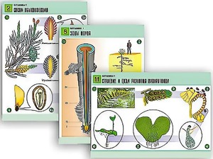 Комплект таблиц по биологии демонстрационных "Ботаника 1" (12 таблиц, формат А1, ламинированные) - fgospostavki.ru - Махачкала