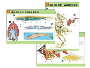Комплект таблиц по биологии демонстрационных "Зоология 2" (16 таблиц, формат А1, ламинированные) - fgospostavki.ru - Махачкала