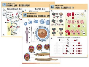 Комплект таблиц по биологии демонстрационных "Общая биология 1" (16 таблиц, формат А1, ламинированные) - fgospostavki.ru - Махачкала