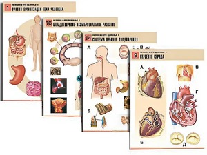 Комплект таблиц по биологии демонстрационных "Человек и его здоровье 1" (20 таблиц, формат А1, ламинированные) - fgospostavki.ru - Махачкала