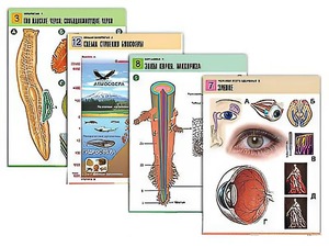 Комплект таблиц по всему курсу биологии (120 штук, формат А1, полноцветные, ламинированные) - fgospostavki.ru - Махачкала
