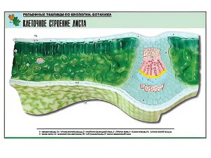 Рельефная таблица "Клеточное строение листа" (формат А1, матовое ламинирование) - fgospostavki.ru - Махачкала