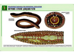 Рельефная таблица "Внутреннее строение дождевого червя" (формат А1, матовое ламинирование) - fgospostavki.ru - Махачкала