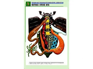 Рельефная таблица "Внутреннее строение жука" (формат А1, матовое ламинирование) - fgospostavki.ru - Махачкала