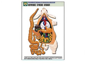 Рельефная таблица "Внутреннее строение кролика" (формат А1, матовое ламинирование) - fgospostavki.ru - Махачкала