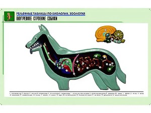 Рельефная таблица "Внутреннее строение собаки" (формат А1, матовое ламинирование) - fgospostavki.ru - Махачкала